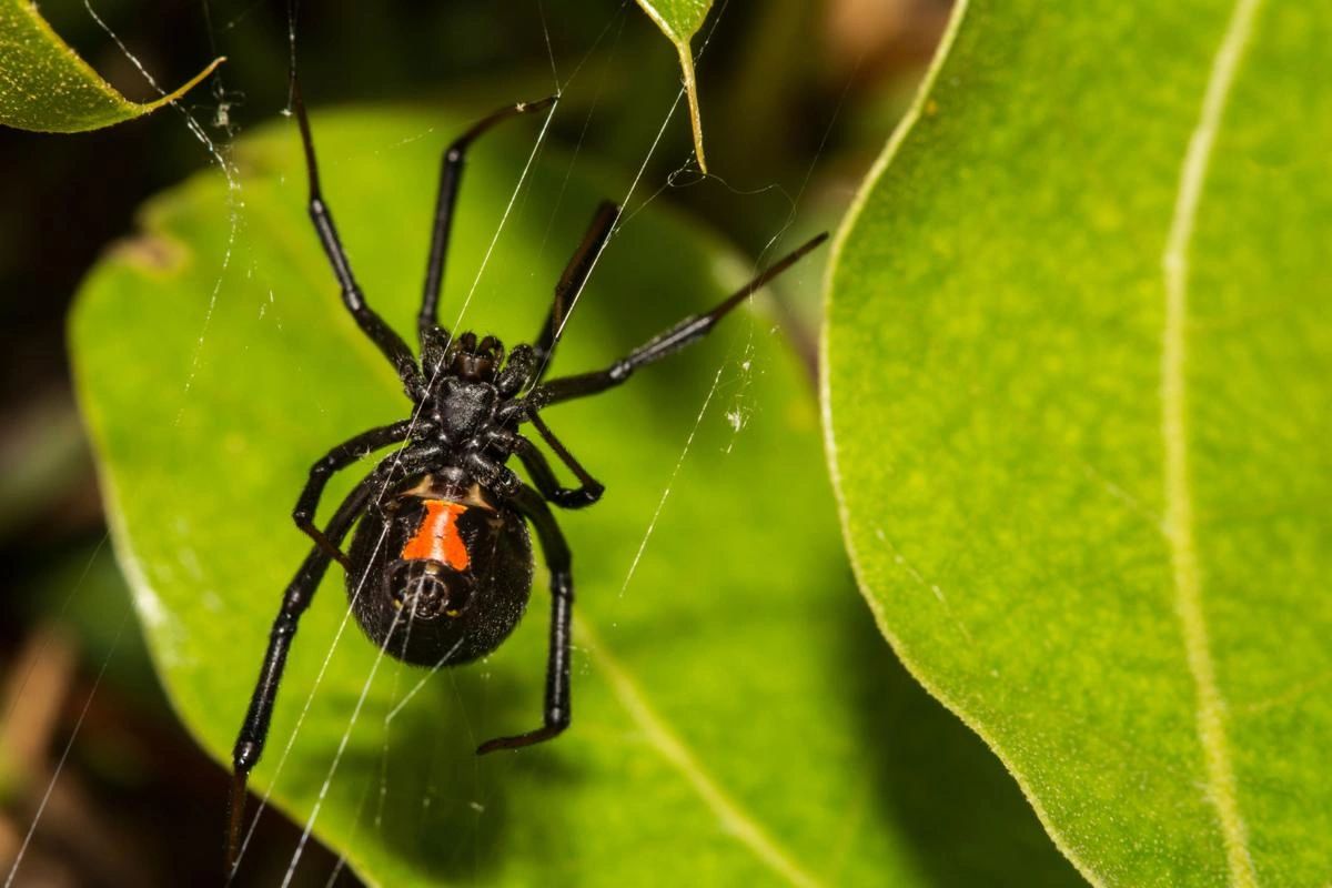 Quick Strike Boise Pest Pest Control, Exterminator, Spiders